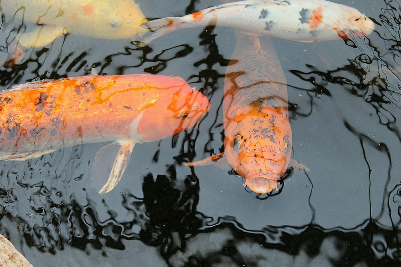 Some of the different colours of Koi