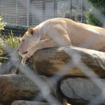 White Lioness at Mogo Zoo